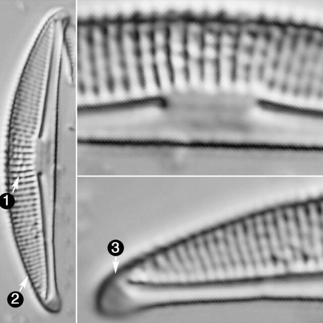 Halmphora Veneta Guide