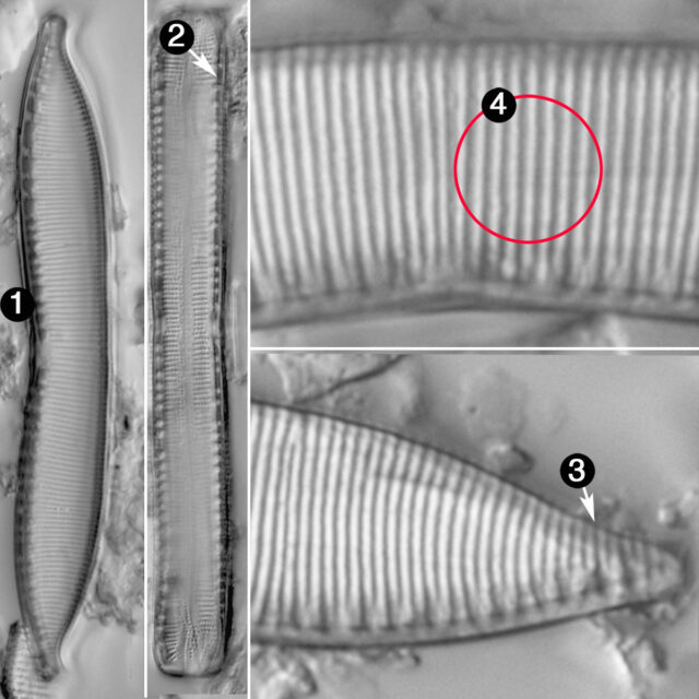 Hantzschia amphioxys guide2