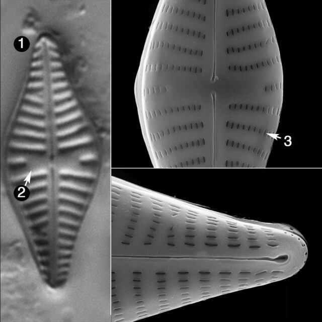 Hippodonta Gravistriata Guide