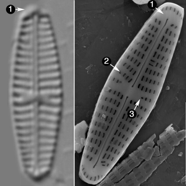 Hippodonta Pseudaccepta Guide