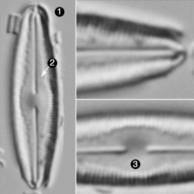 Humidophila Perpusilla Guide