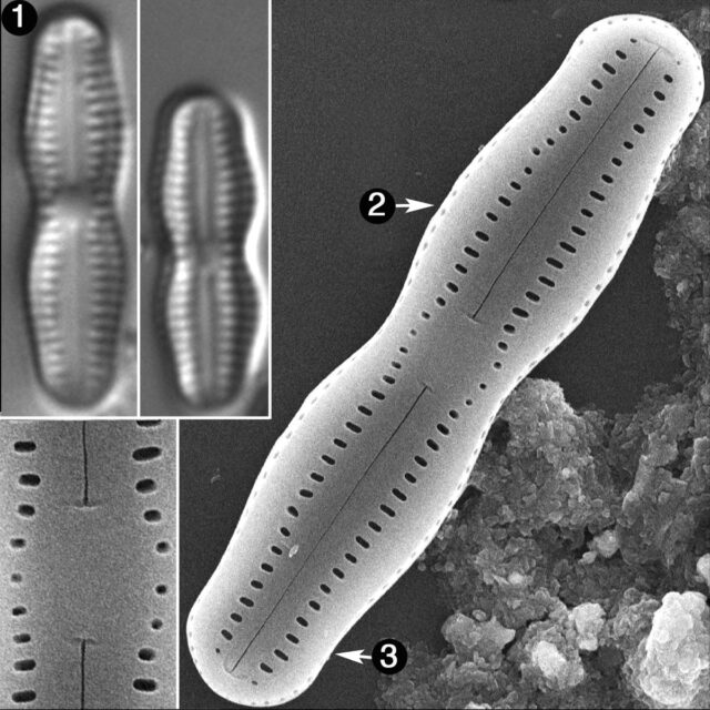 Humidophila Undulata Guide