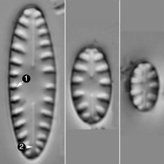 Hygroptera Balfouriana Guide