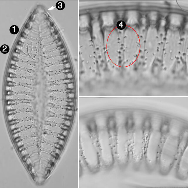 Iconella bifrons guide