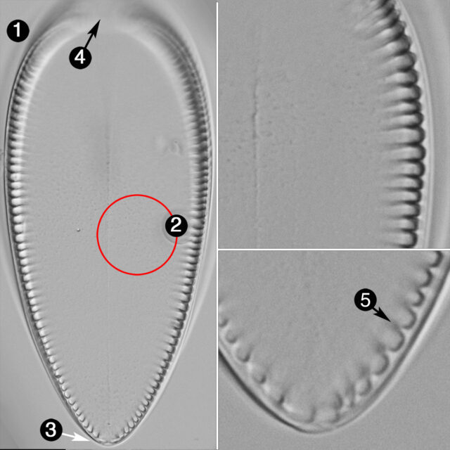 Iconella guatamalensis guide