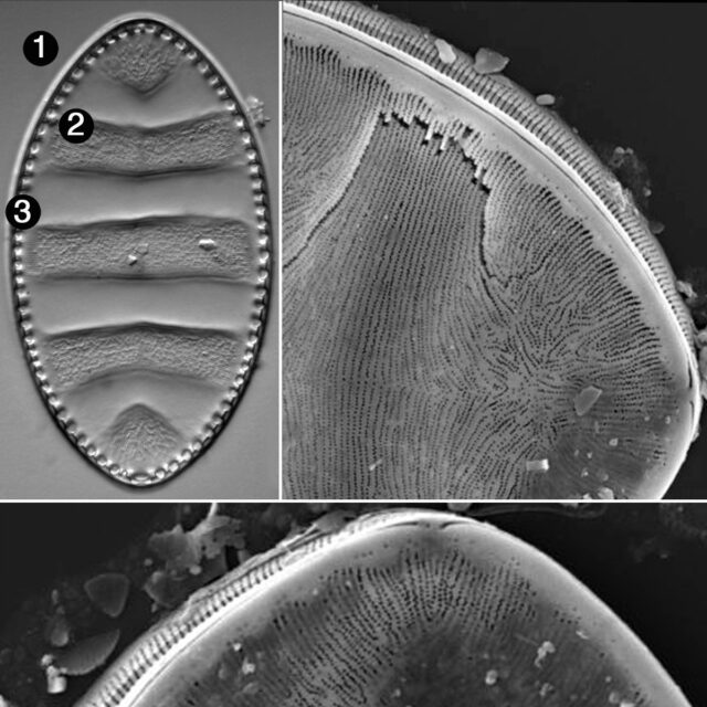 Iconella Undulata Guide