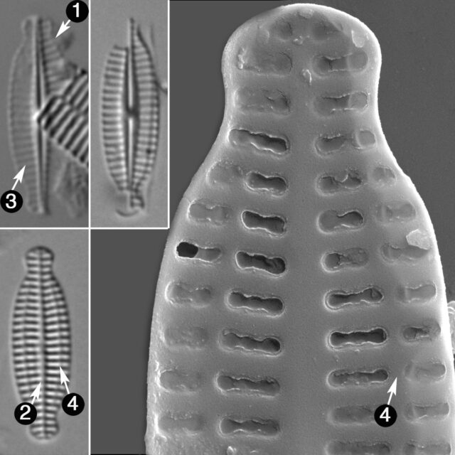 Karayevia Nitidiformis Guide