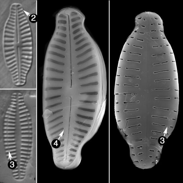 Karayevia Pleonensis Gess Guide