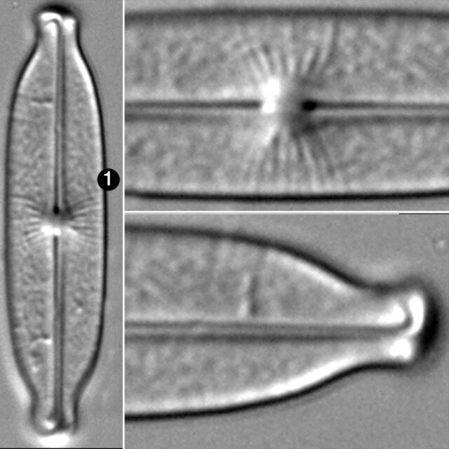 Kobayasialla Subtilissima Guide