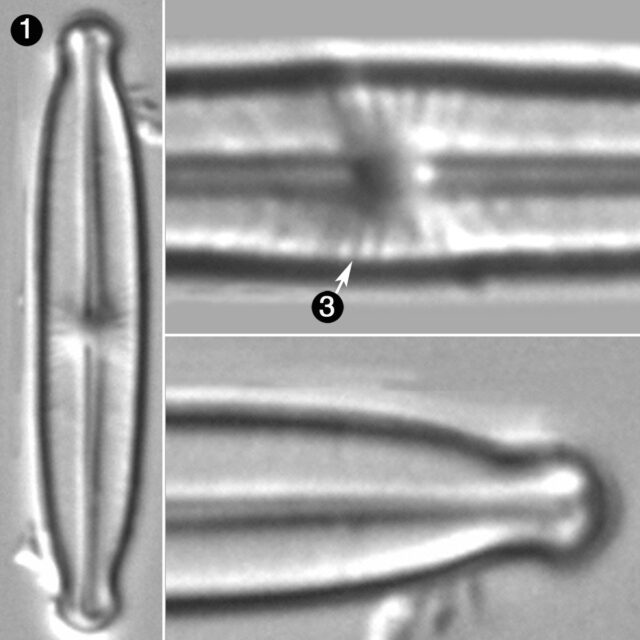 Kobayasiella Micropunctata Guide