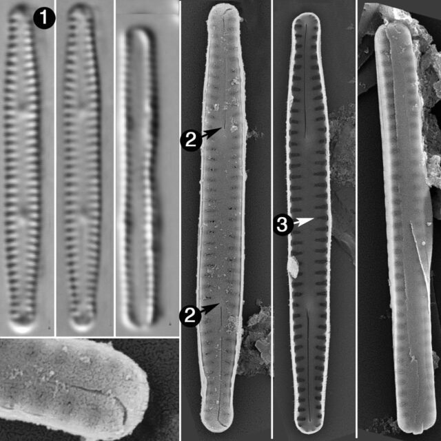 Krasskella Kreigeriana Guide