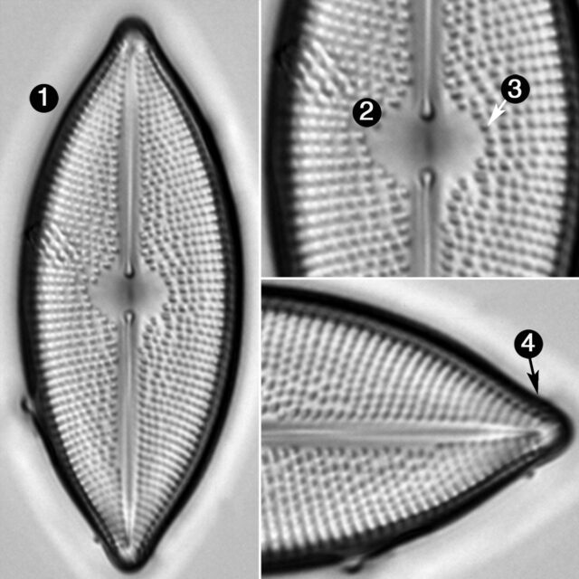 Lacustriella Lacustris Guide