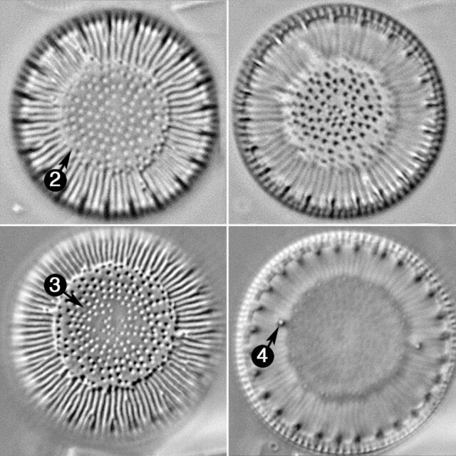 Lindavia Affinis Guide