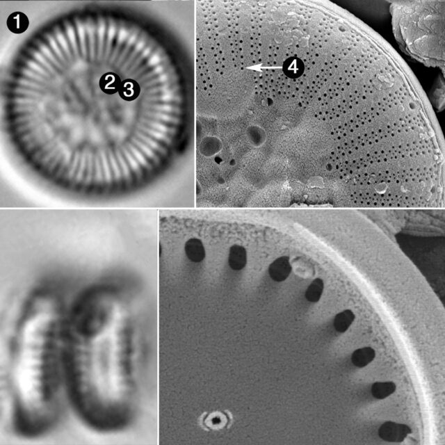 Lindavia Comensis Guide