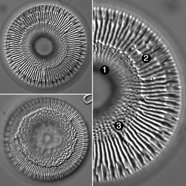 Lindavia Eriensis Guide