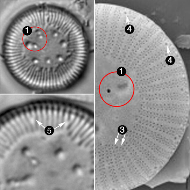 Lindavia Ocellata Guide