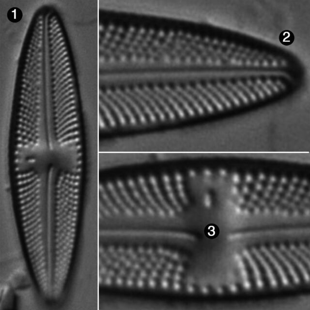 Luticola Goeppertiana Guide