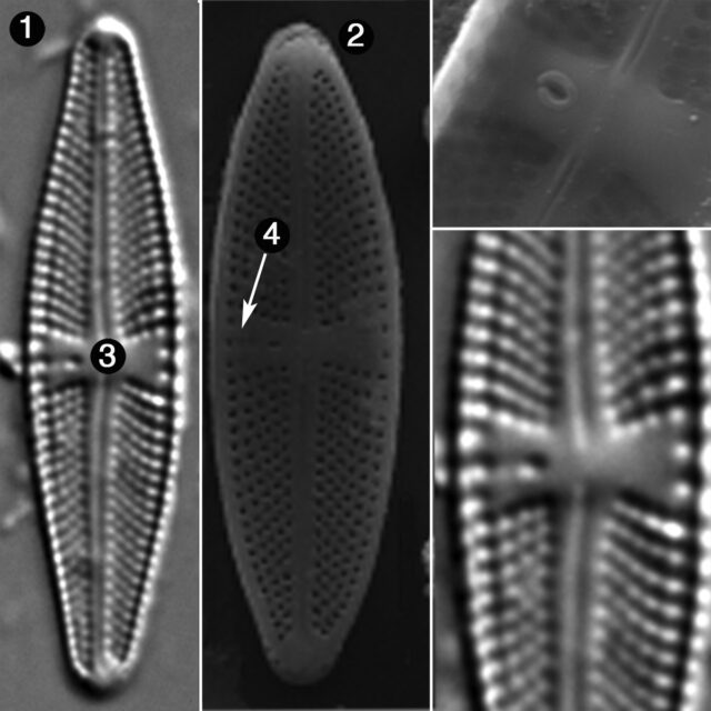 Luticola Ignorata Guide