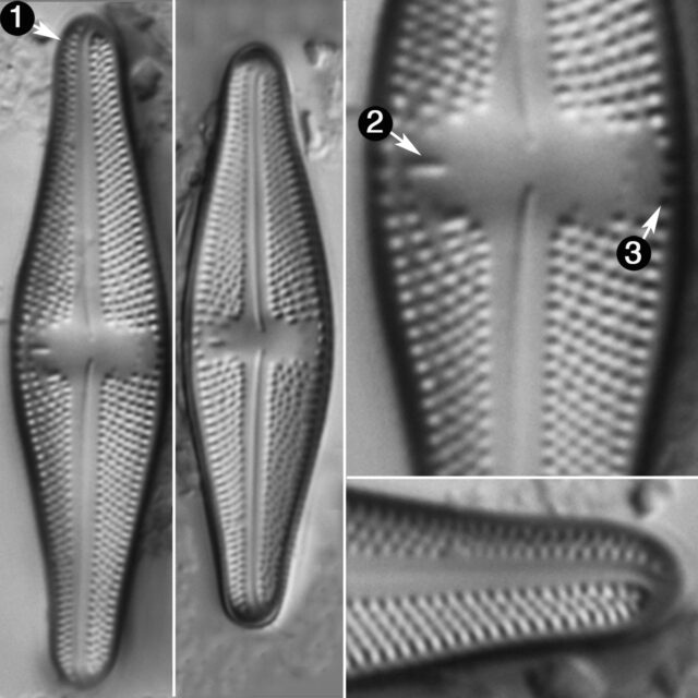 Luticola Stigma Guide