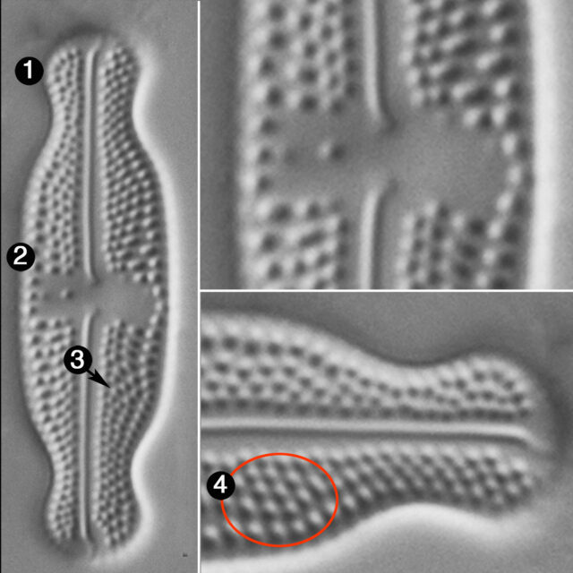 Luticola Ventricosa Guide