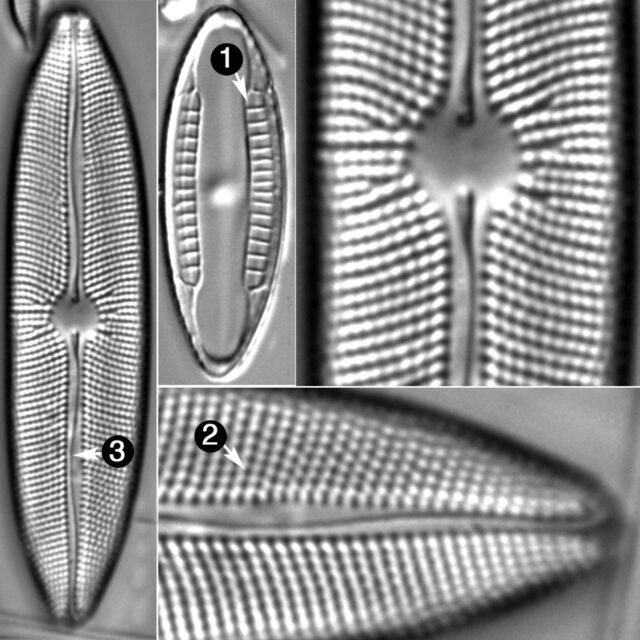 Mastogloia Elliptica Guide