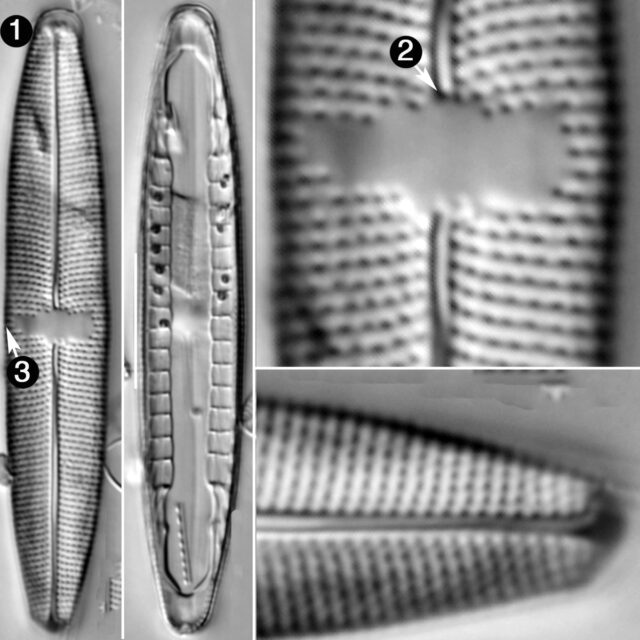 Mastogloia Smithii Lacustris Guide