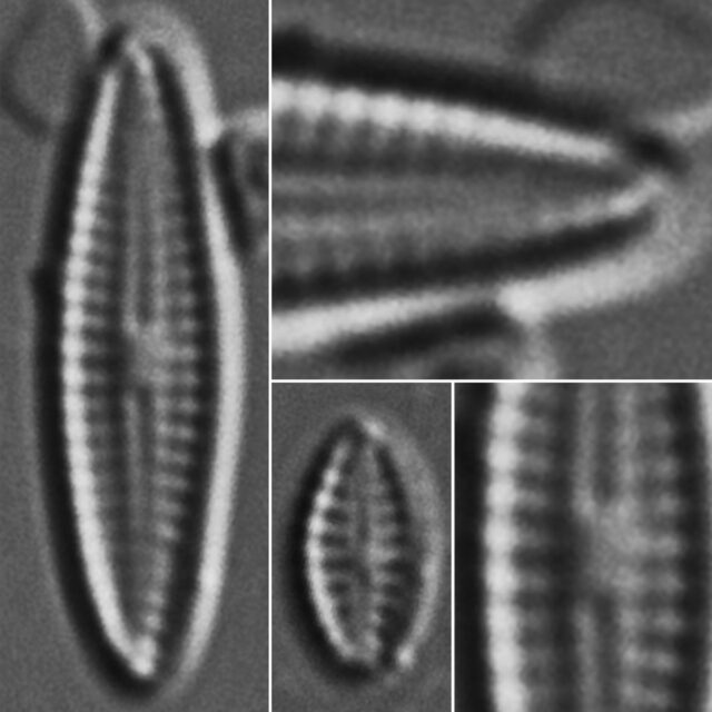 Mayamaea Cahabaensis Guide