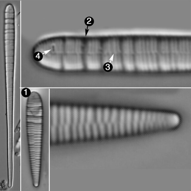 Meridion Circulare Guide