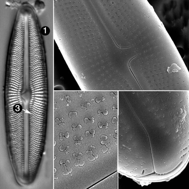 Muelleria Agnellus Guide