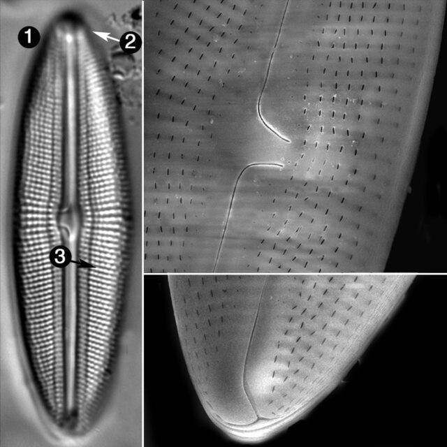 Muelleria Spauldingiae Guide