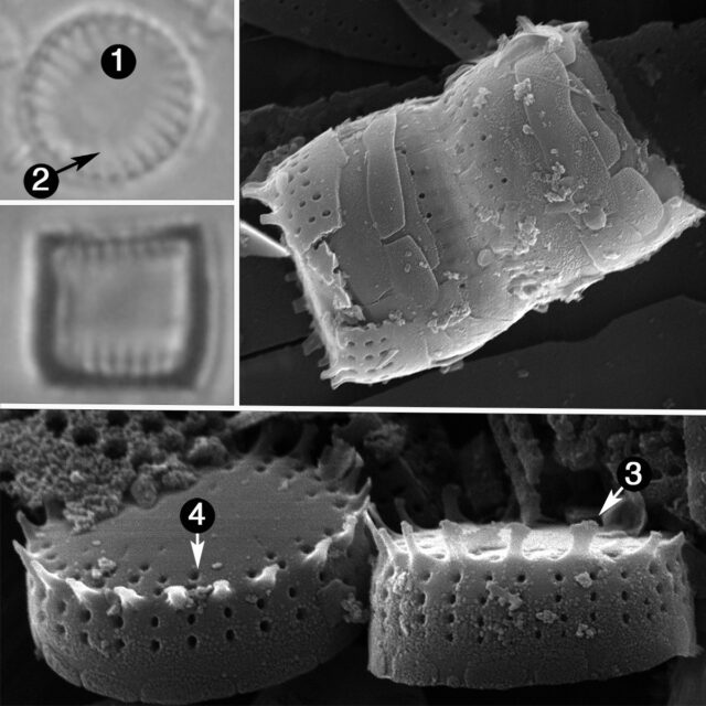 Nanofrustulum cataractum guide