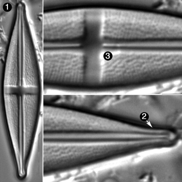 Navicula Boyntoniae Guide