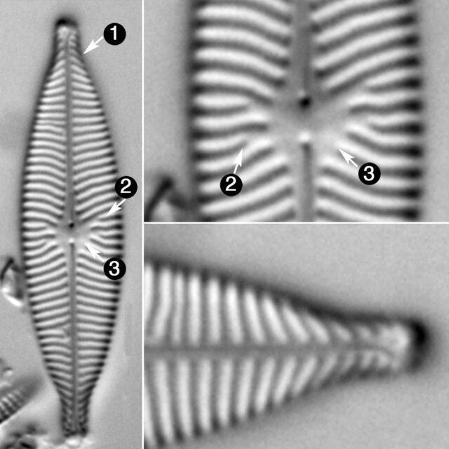 Navicula Capitatoradiata Guide2