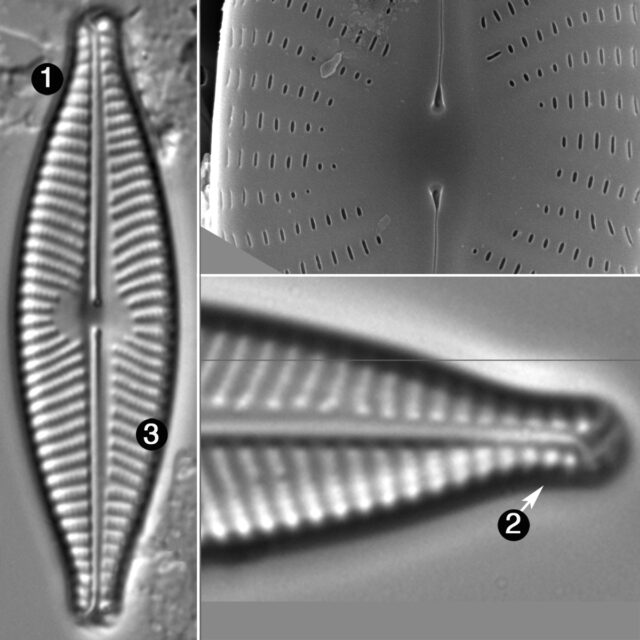 Navicula Caroliniae Guide