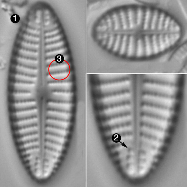 Navicula Cascadensis Guide