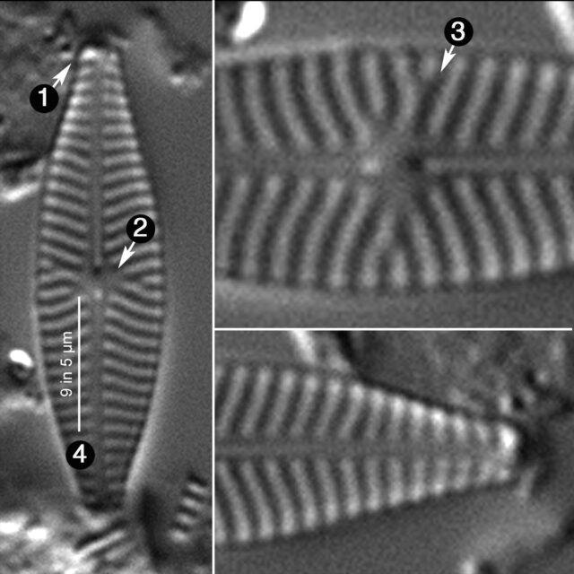 Navicula Caterva Guide