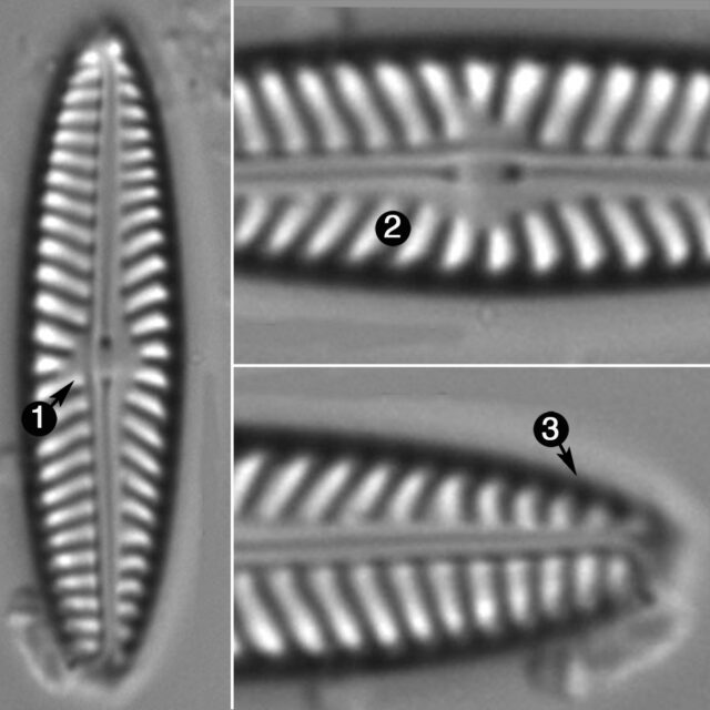 Navicula Cinta Guide