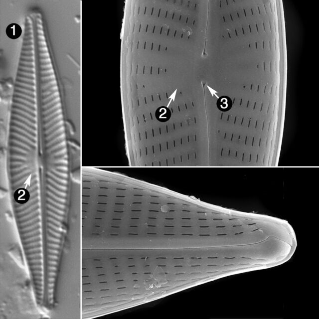 Navicula Cryptocephala Guide