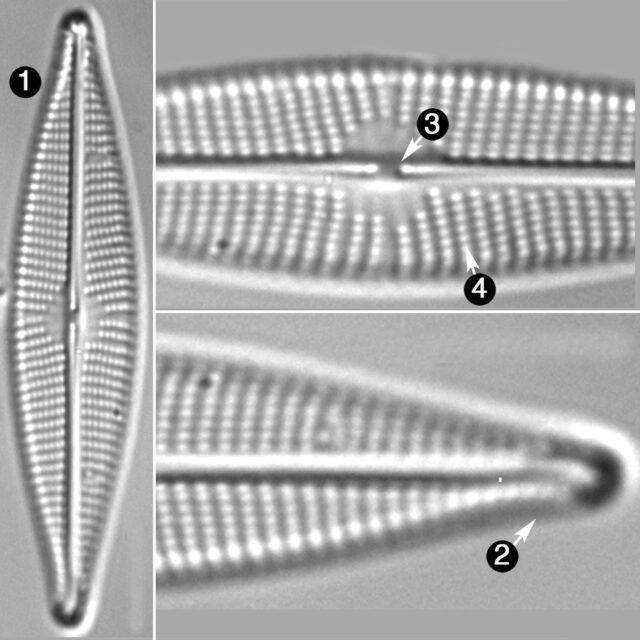 Navicula Cryptocephaloides Guide