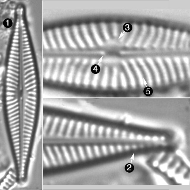 Navicula Cryptofallax Guide