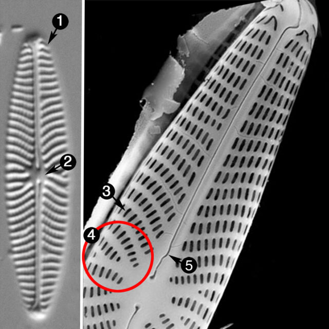 Navicula Eileenii Guide