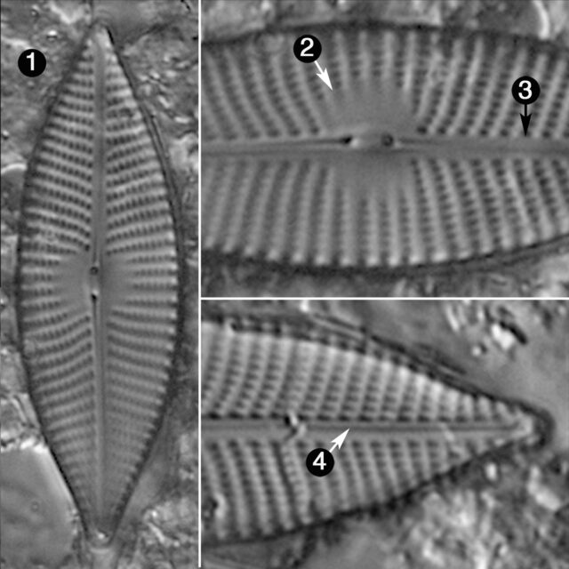 Navicula Elsoniana Guide