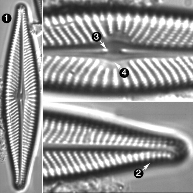 Navicula Flatheadensis Guide