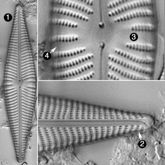 Navicula Freesii Guide