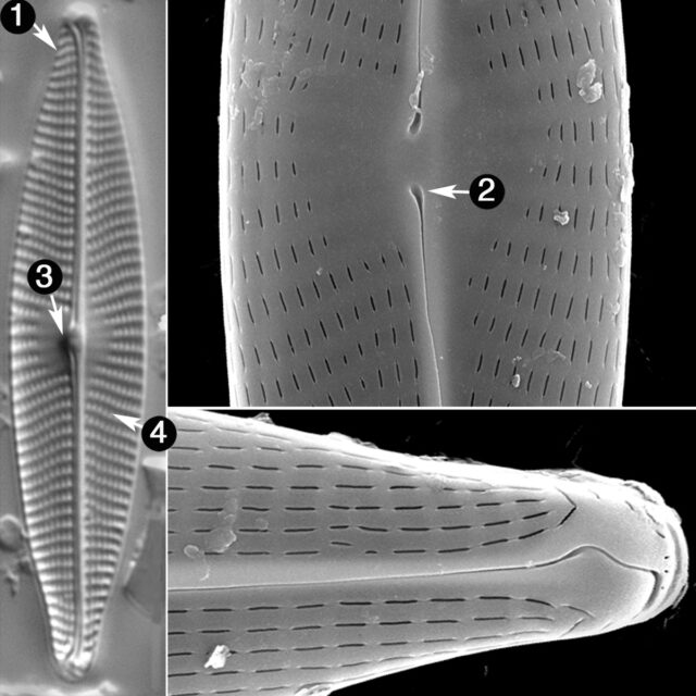 Navicula Germanii Guide