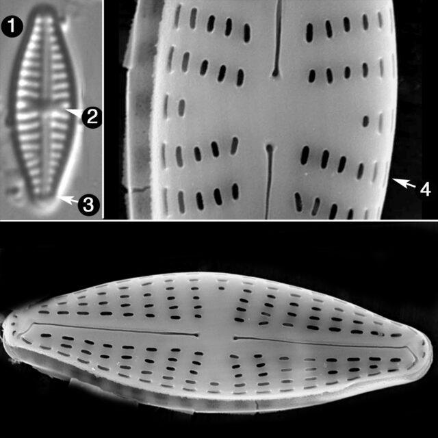 Navicula Goersii Guide