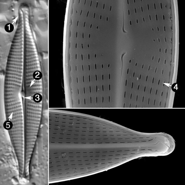 Navicula Gregaria Guide