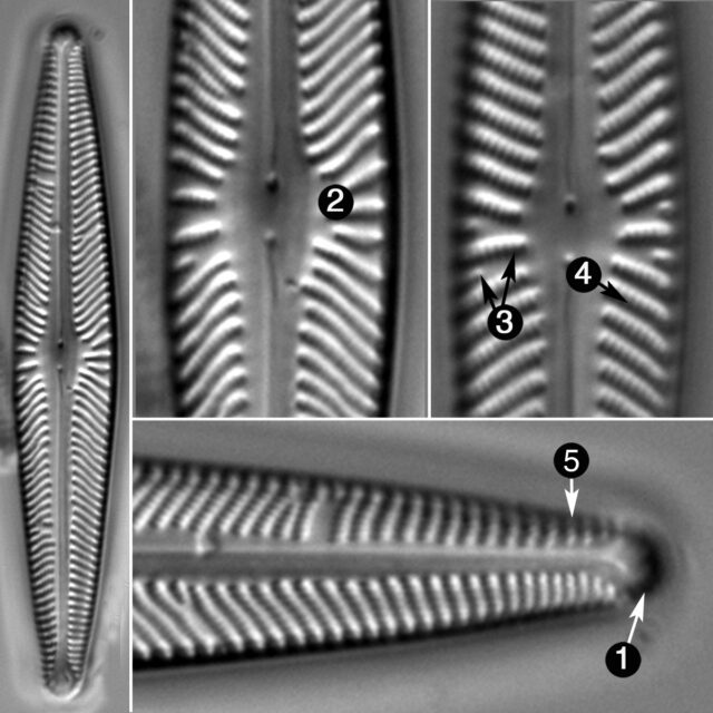 Navicula Harmoniae Guide