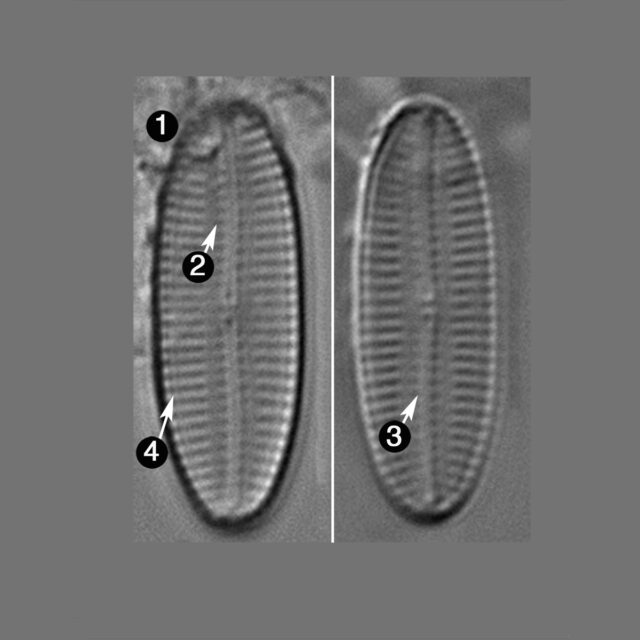 Navicula Hodgeana Guide