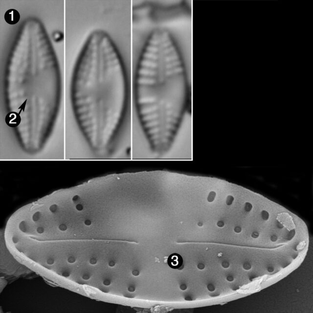 Navicula Ingenua Guide